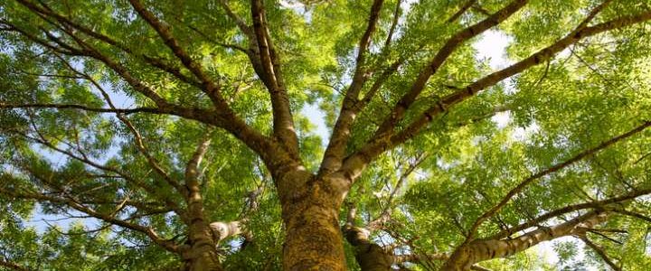 amandine dam naturopathe réflexologue massothérapeute Aix -les-Bains Pugny-Chatenod